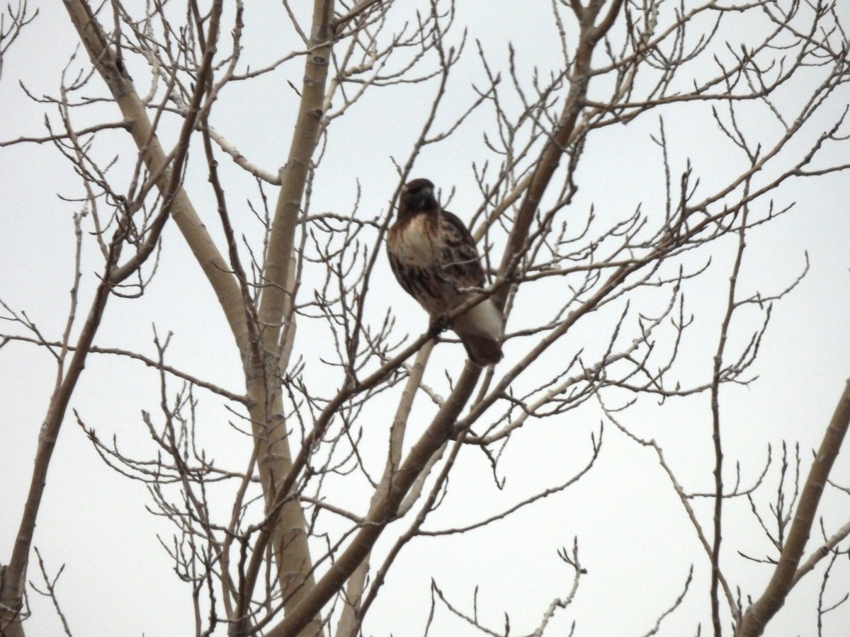 Red-tailed Hawk - ML614201874