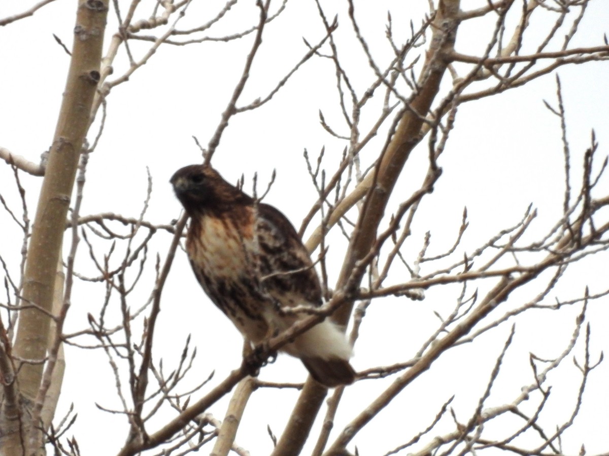 Red-tailed Hawk - ML614201875