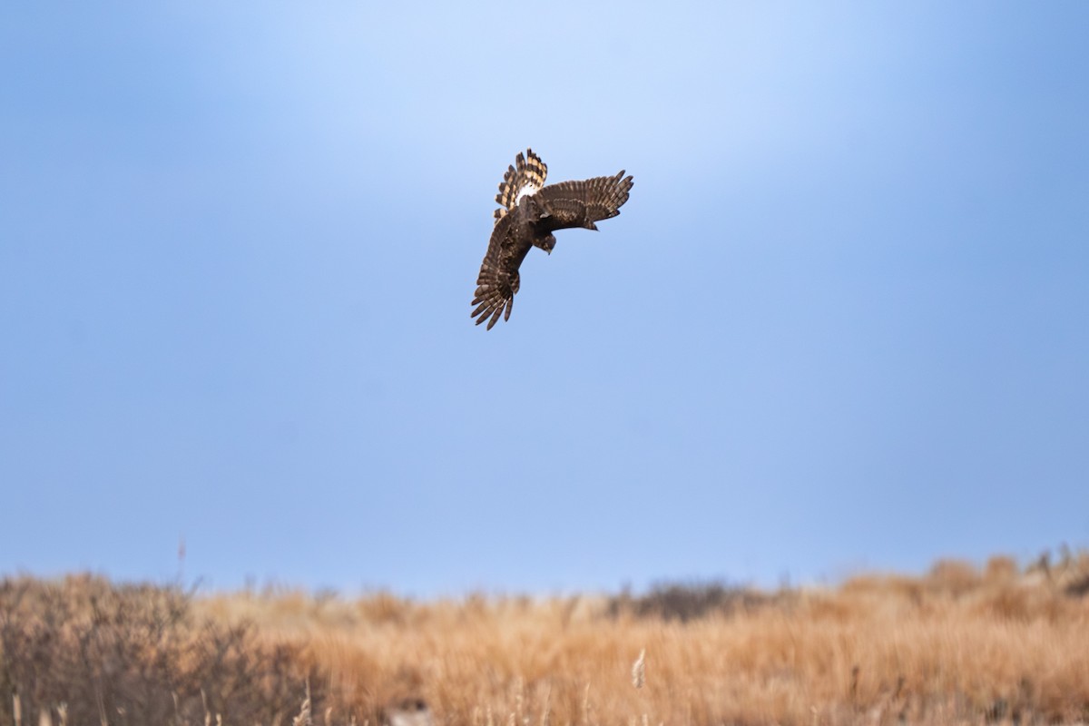 Northern Harrier - ML614201893