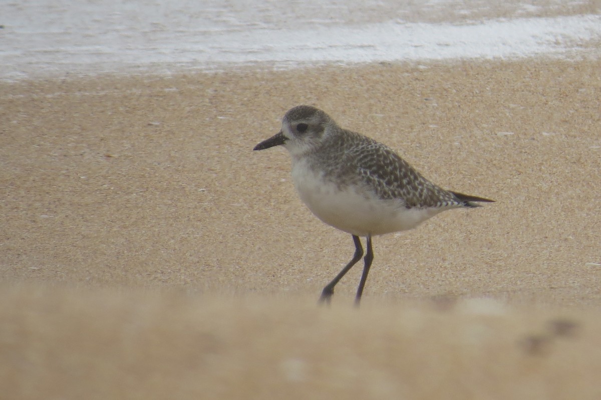 Black-bellied Plover - ML614201947