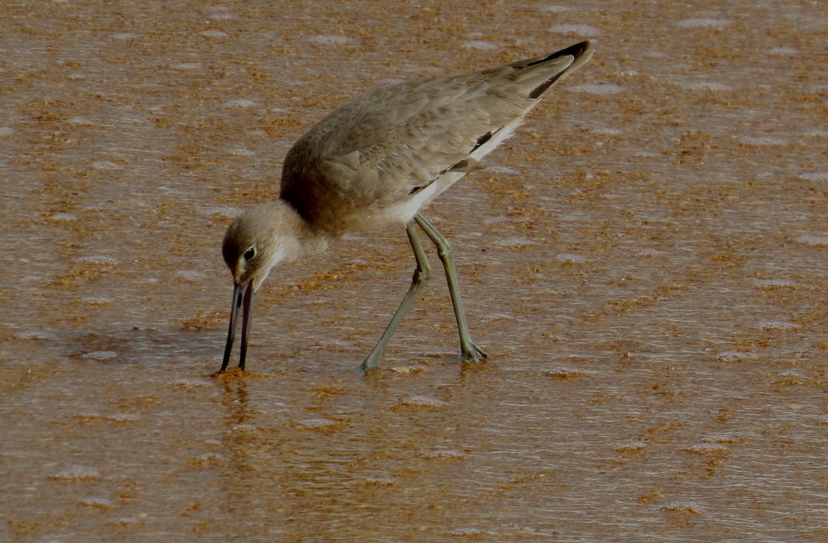 Willet - ML614201955