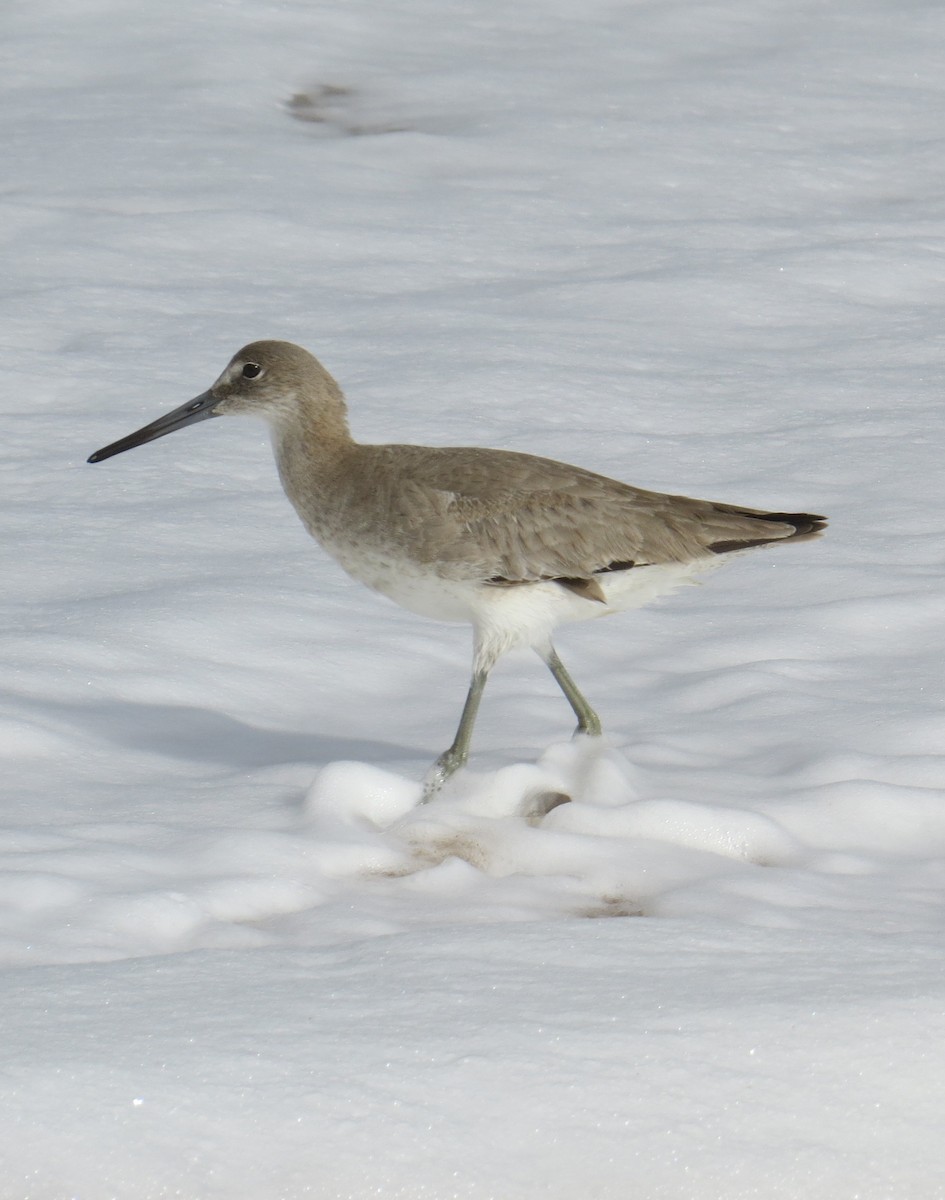 Willet - ML614201956