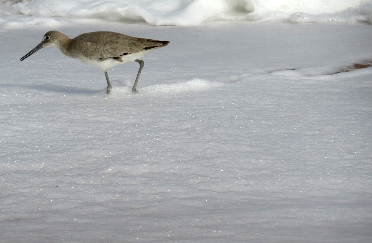 Willet - ML614201957