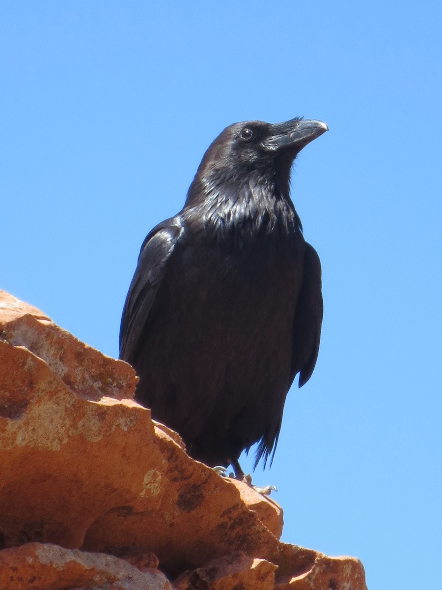 Common Raven - Gary Hantsbarger