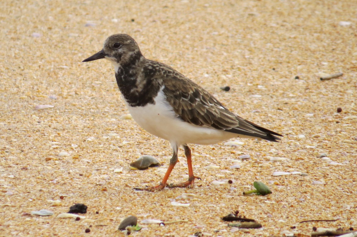 Ruddy Turnstone - ML614201971