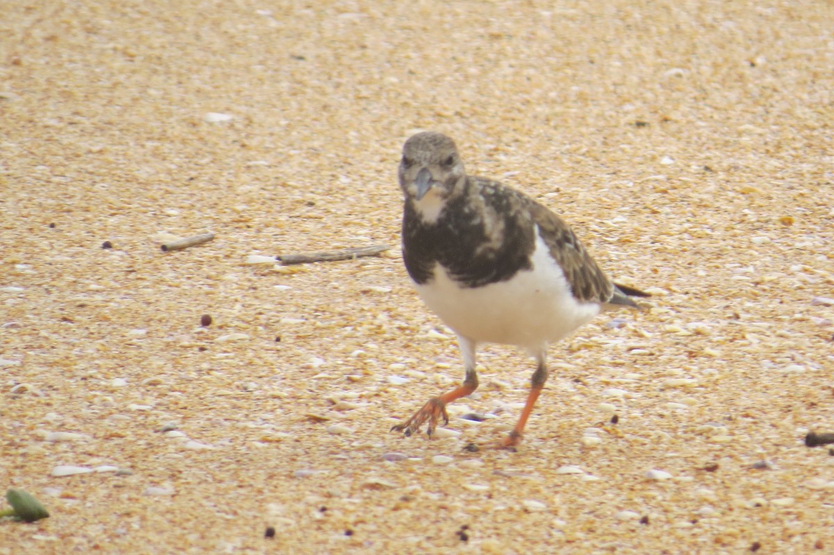 Ruddy Turnstone - ML614201972
