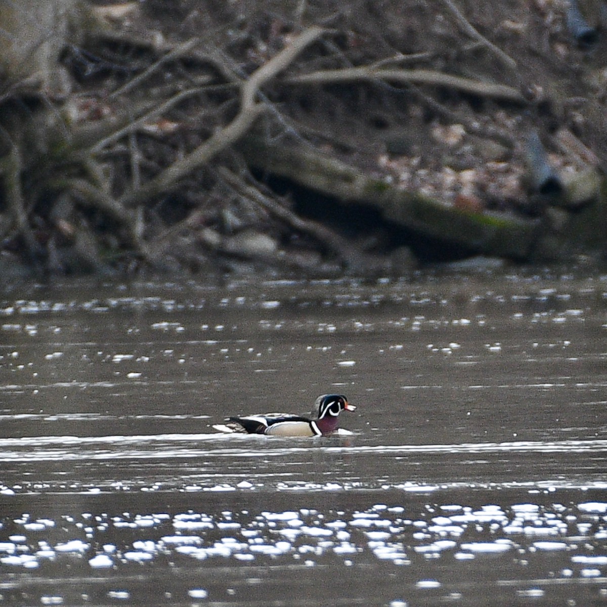 Wood Duck - ML614201975