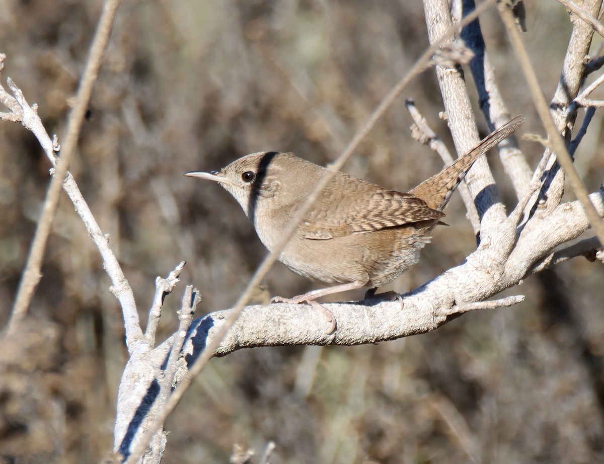 Northern House Wren - Sally Veach