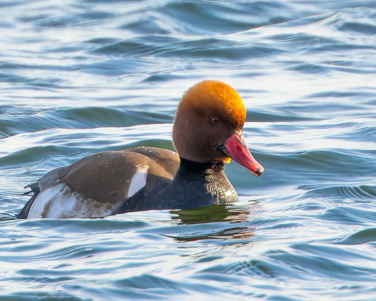 Red-crested Pochard - ML614202016