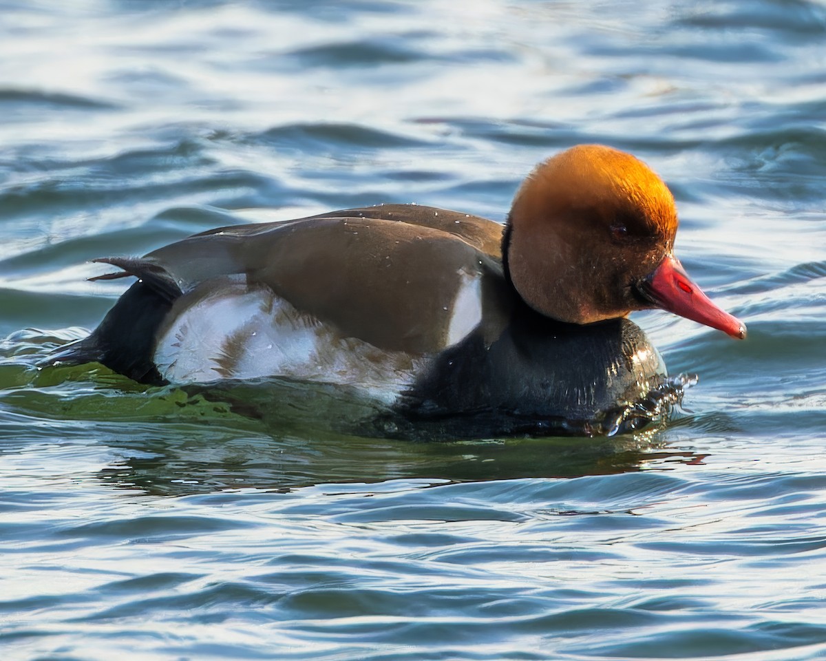 Red-crested Pochard - ML614202017