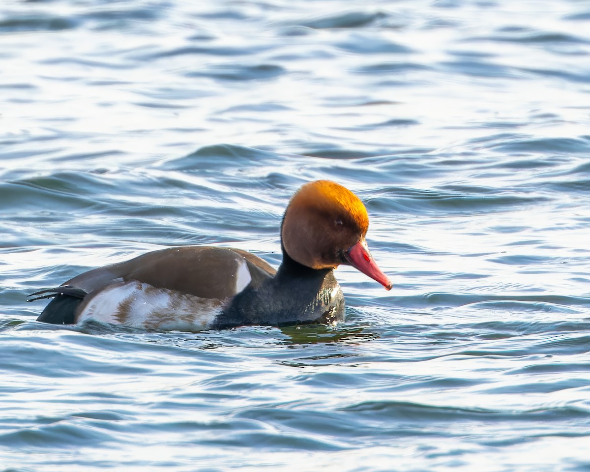 Red-crested Pochard - ML614202018