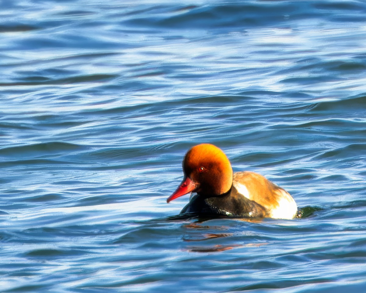 Red-crested Pochard - ML614202019