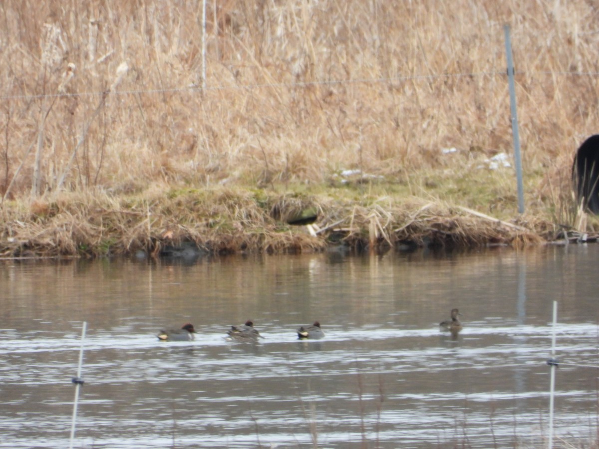 Ногоохон нугас - ML614202080