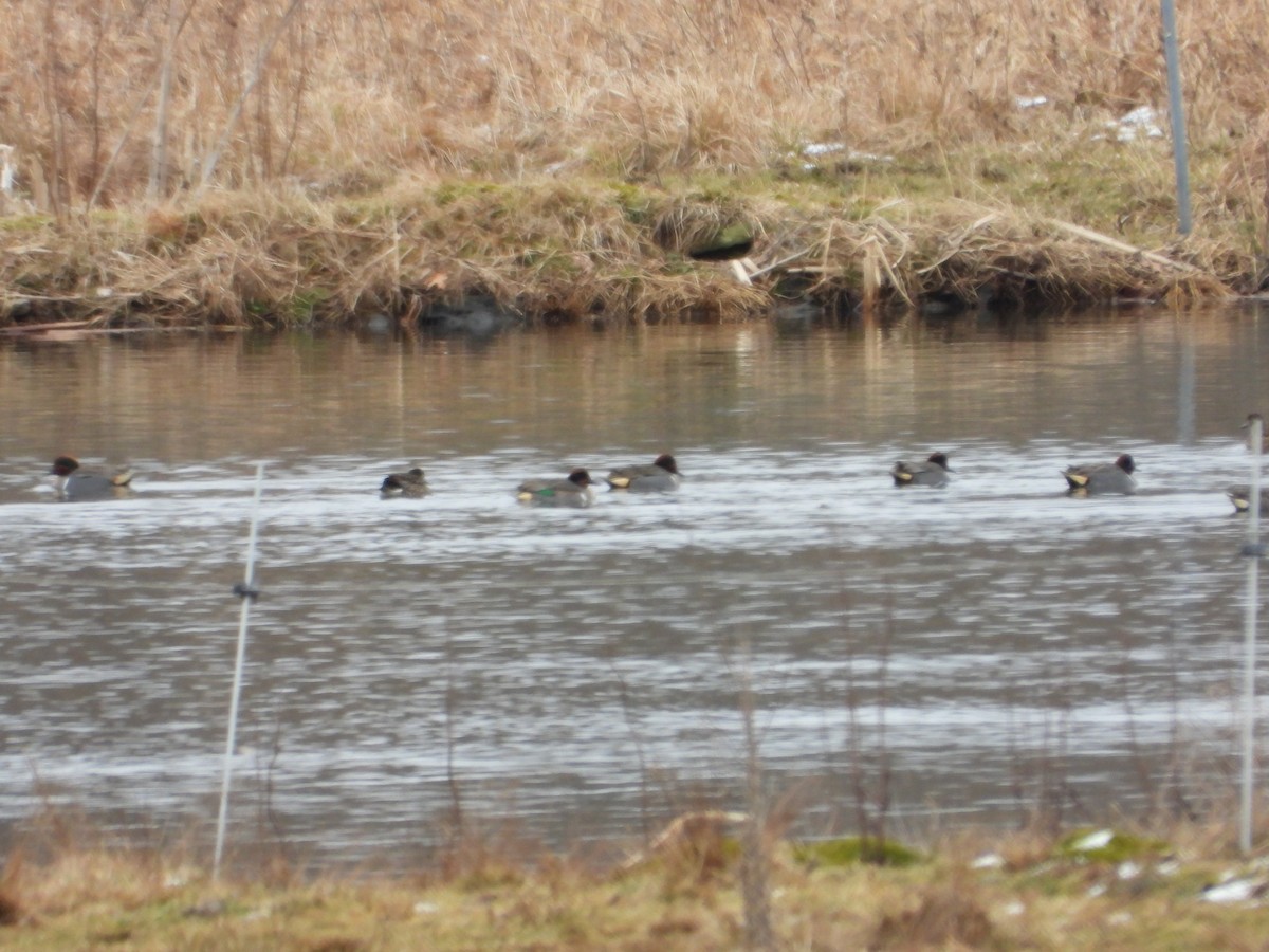 Ногоохон нугас - ML614202081