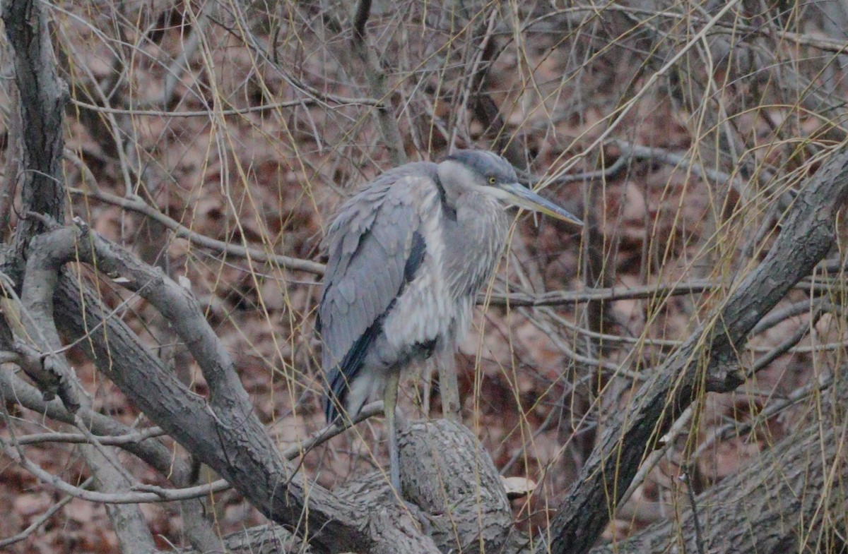 Great Blue Heron - ML614202094