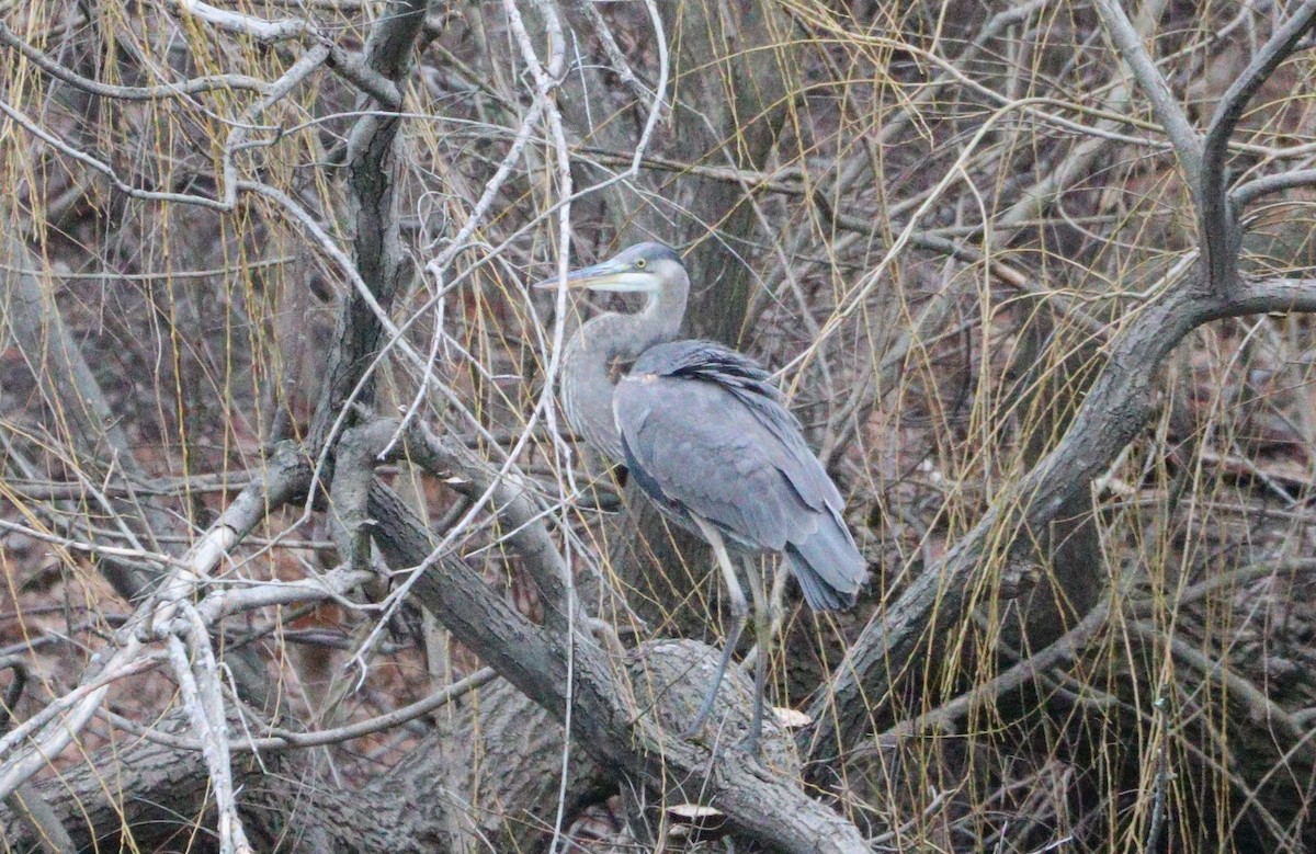 Great Blue Heron - ML614202095