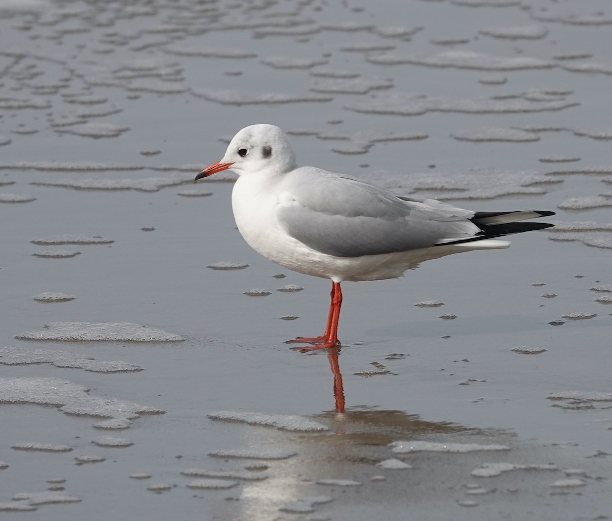 Black-headed Gull - Breck Tyler