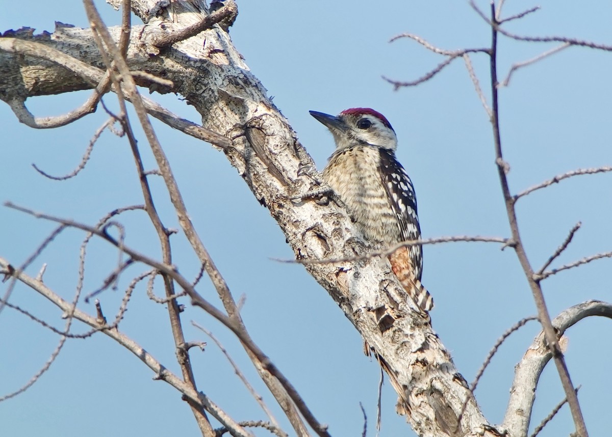 Freckle-breasted Woodpecker - ML614202120