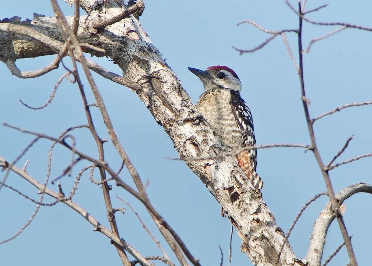 Freckle-breasted Woodpecker - Jay VanderGaast