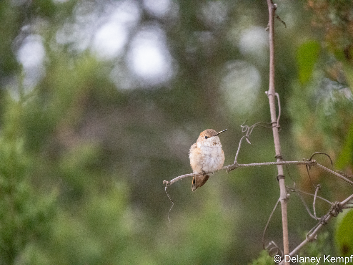 Rufous Hummingbird - ML614202188