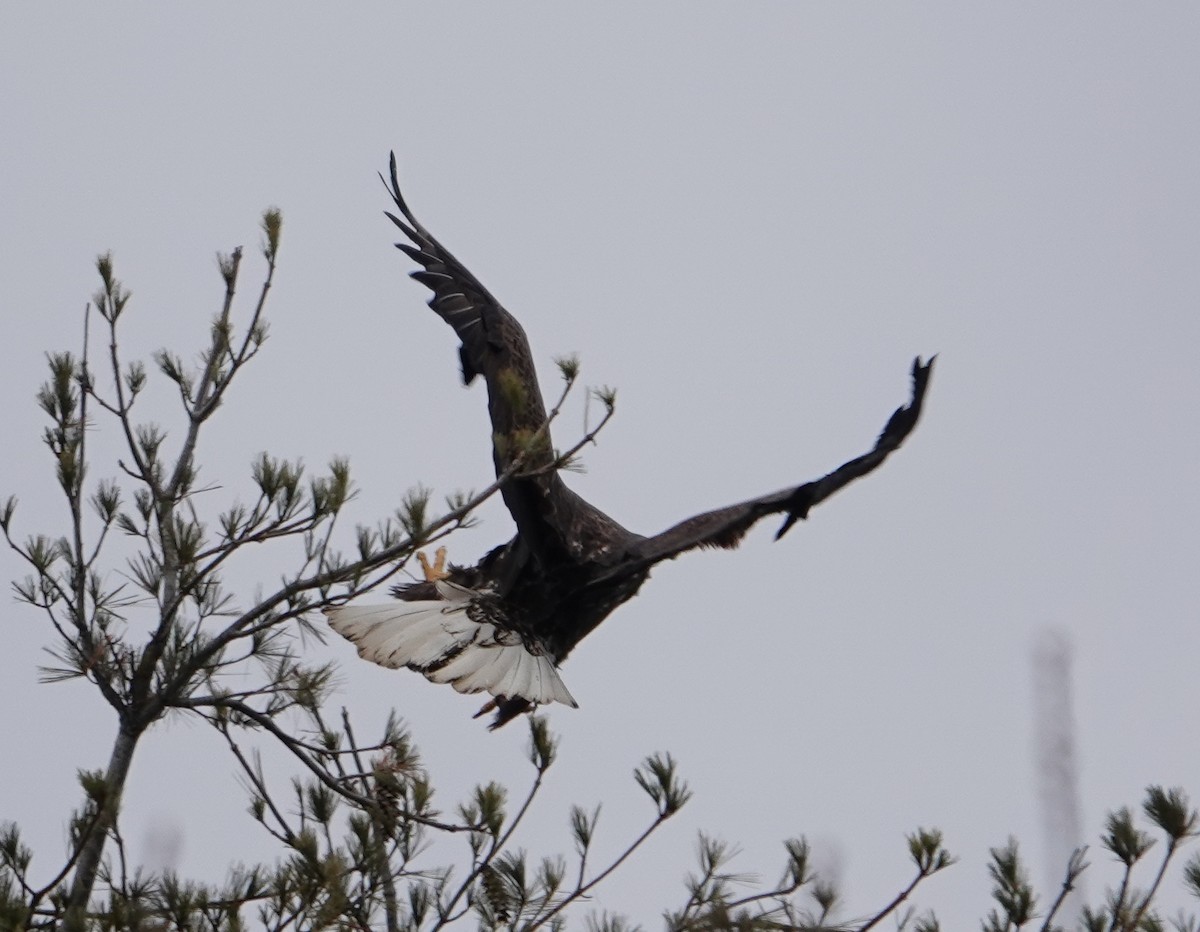 Bald Eagle - ML614202194