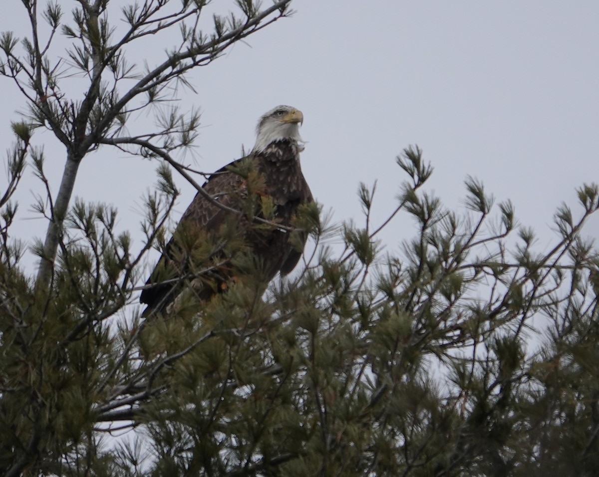 Bald Eagle - ML614202199