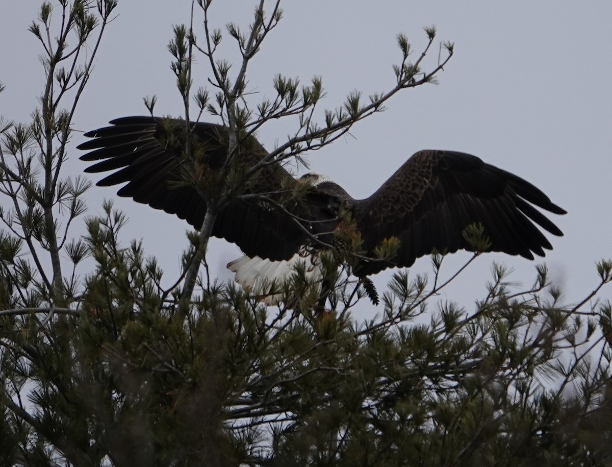 Bald Eagle - ML614202200