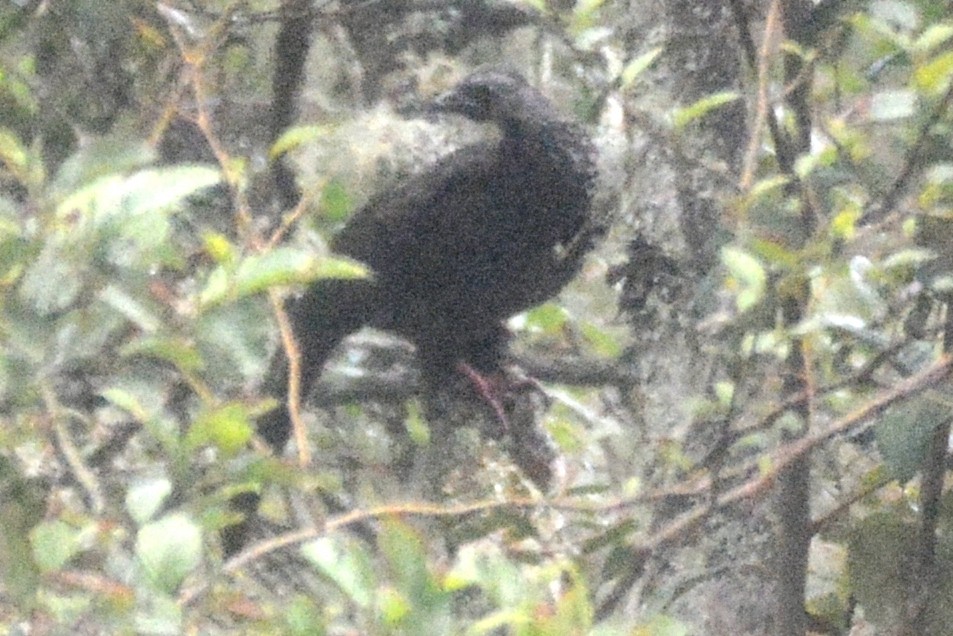 Bearded Guan - ML614202201