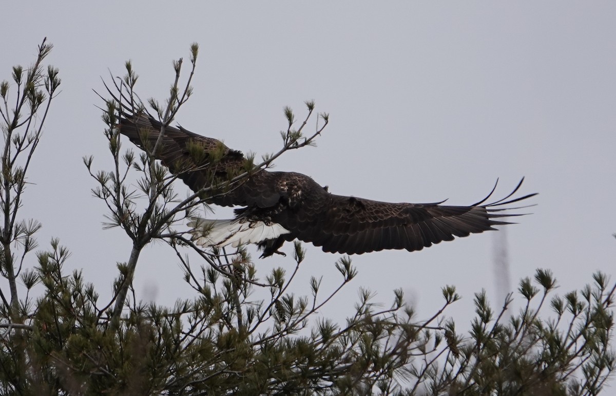 Bald Eagle - ML614202202