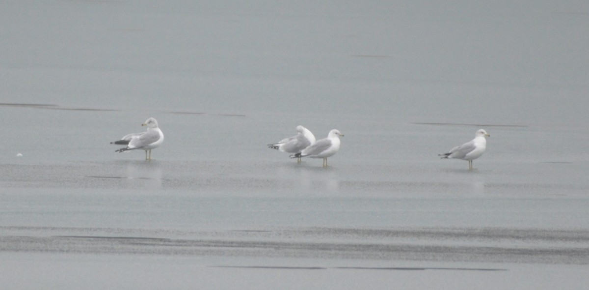 Ring-billed Gull - ML614202233