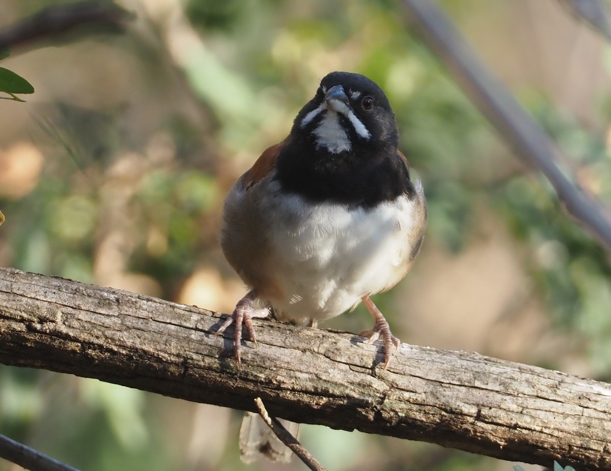 Black-chested Sparrow - Stephan Lorenz