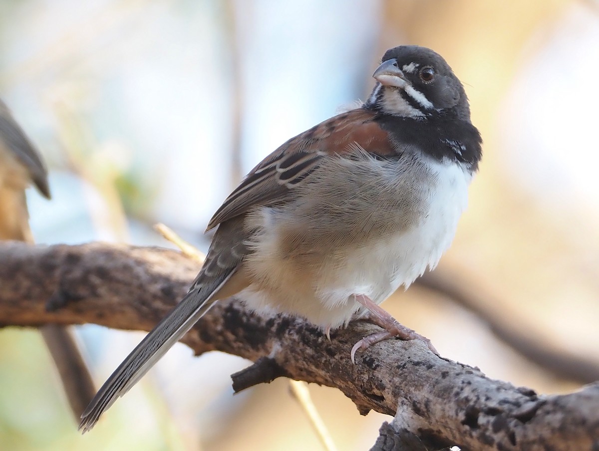 Black-chested Sparrow - Stephan Lorenz