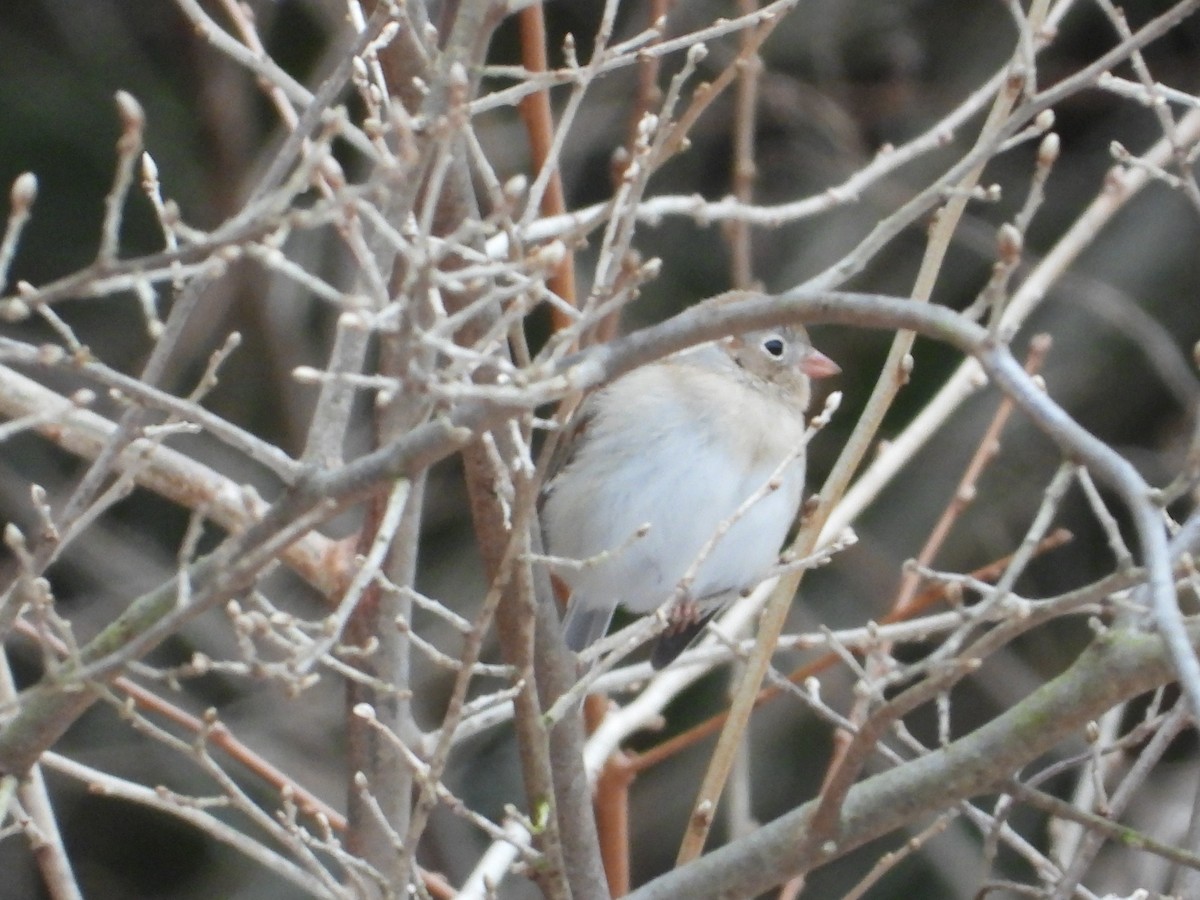 Field Sparrow - ML614202301