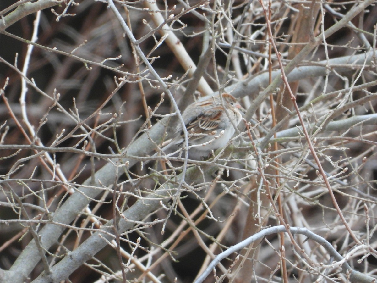 Field Sparrow - ML614202302