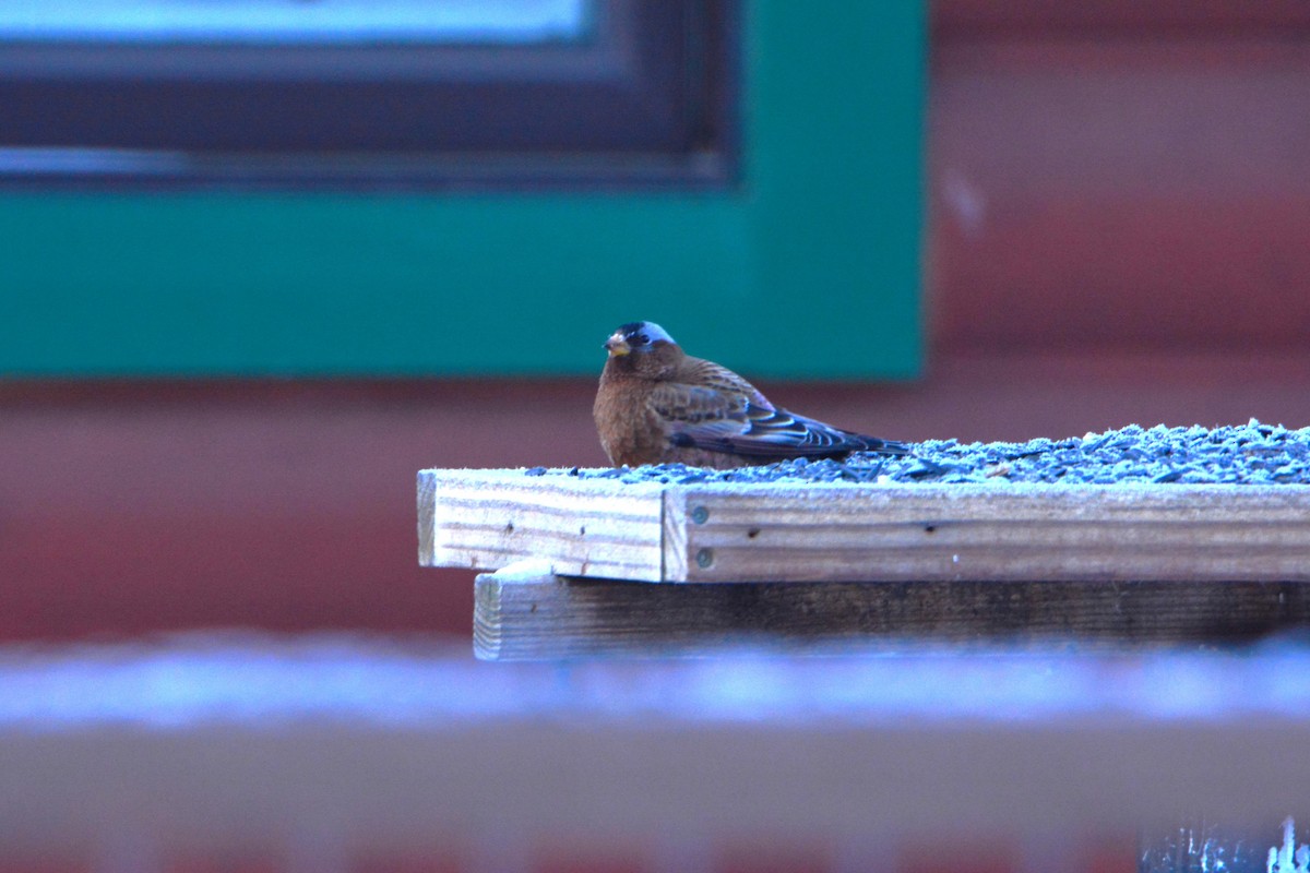 Gray-crowned Rosy-Finch - Peter Nichols