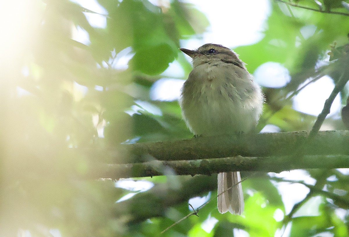 Fuscous Flycatcher - Craig Rasmussen