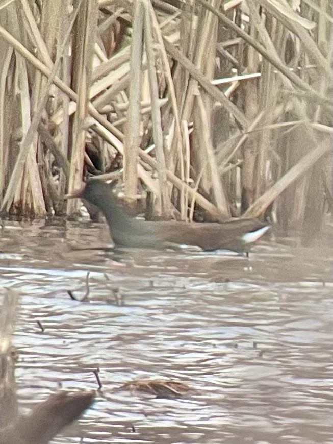 Common Gallinule - ML614202364