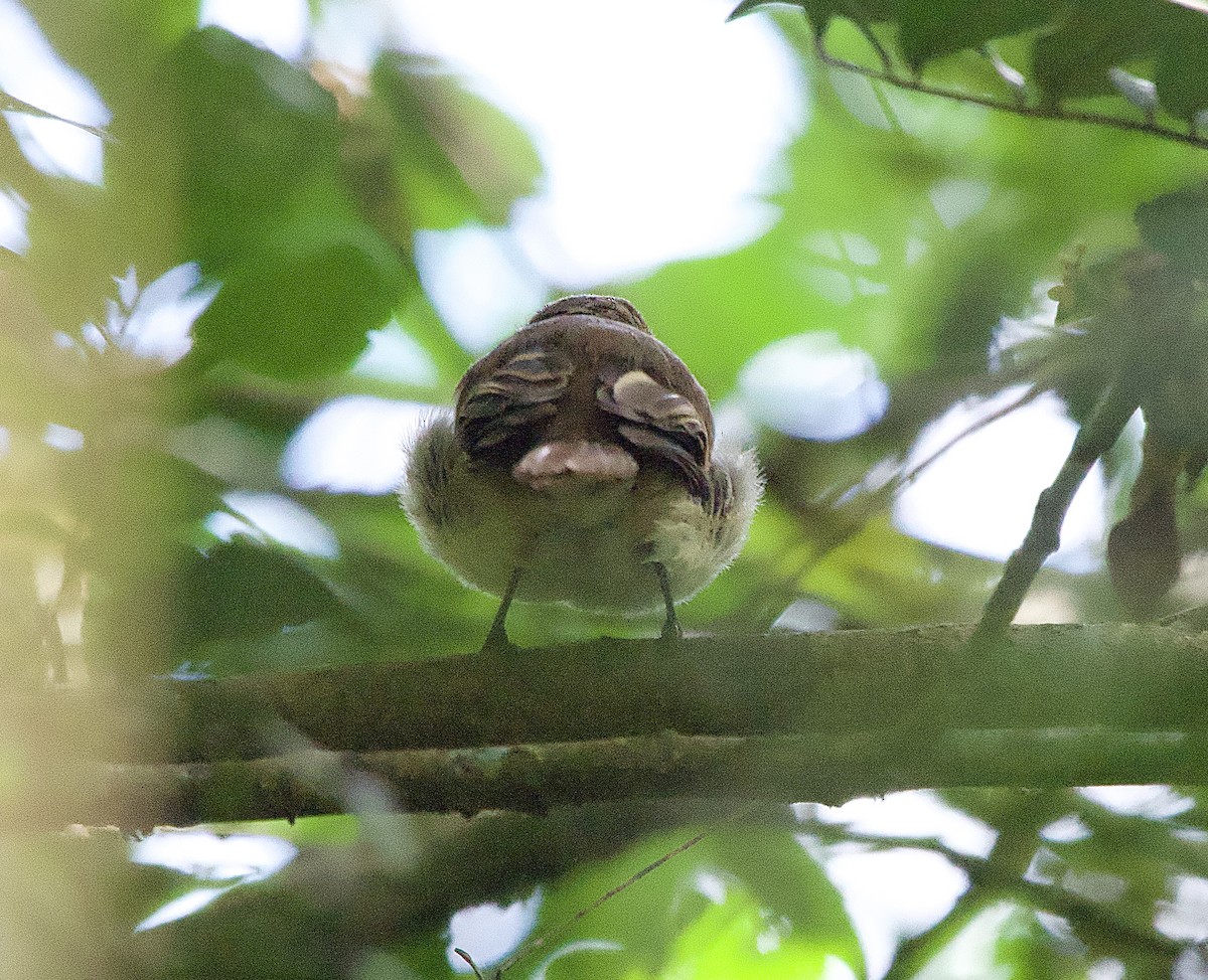 Fuscous Flycatcher - ML614202367