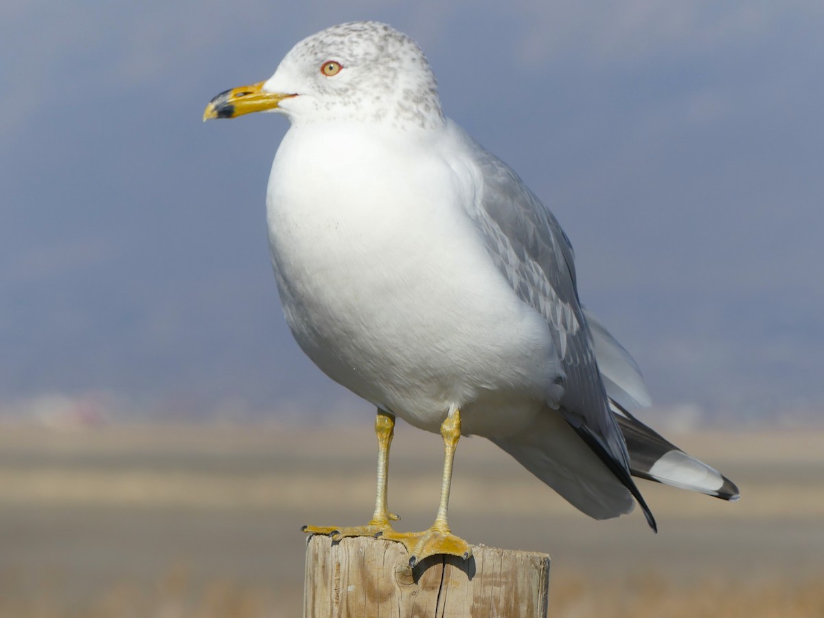 Ring-billed Gull - ML614202370