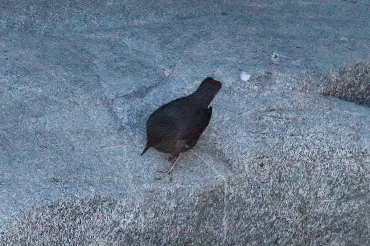 American Dipper - ML614202397