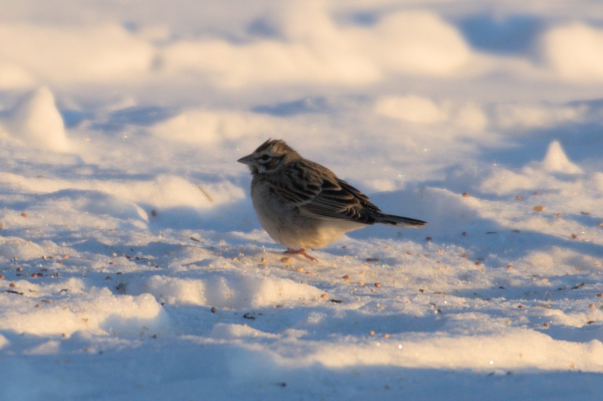 Lark Sparrow - Kaj Overturf