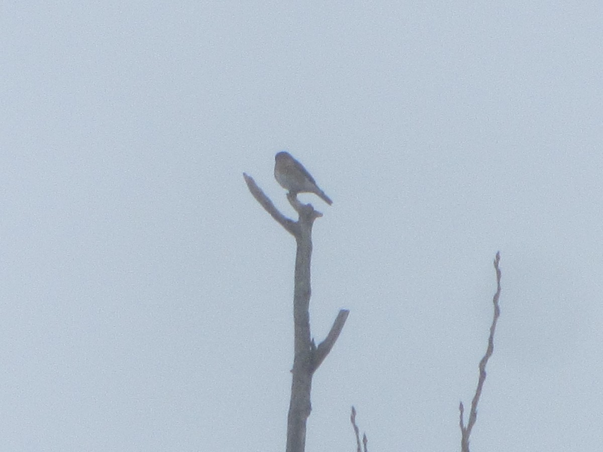 Eastern Bluebird - ML614202455