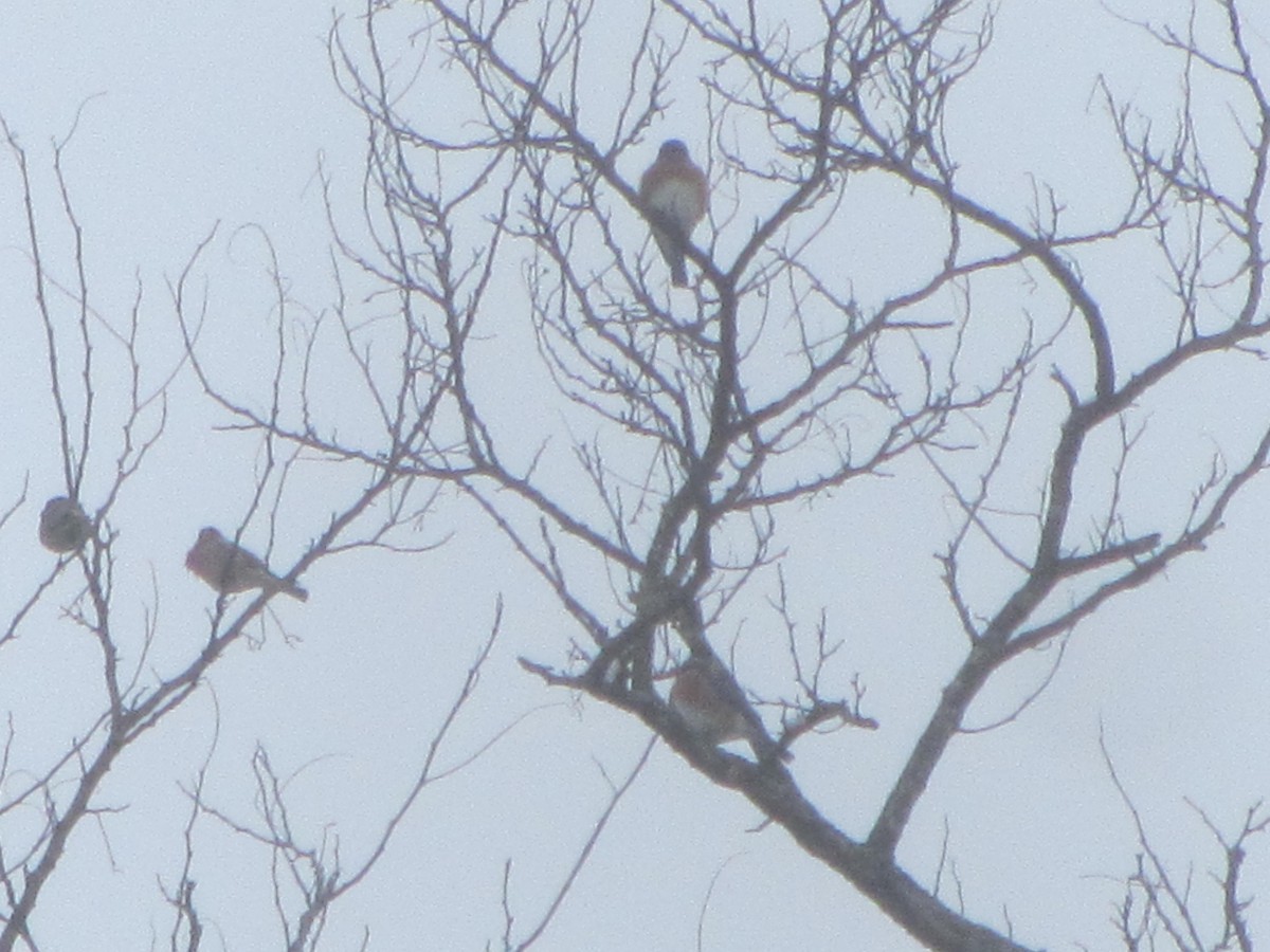 Eastern Bluebird - ML614202460