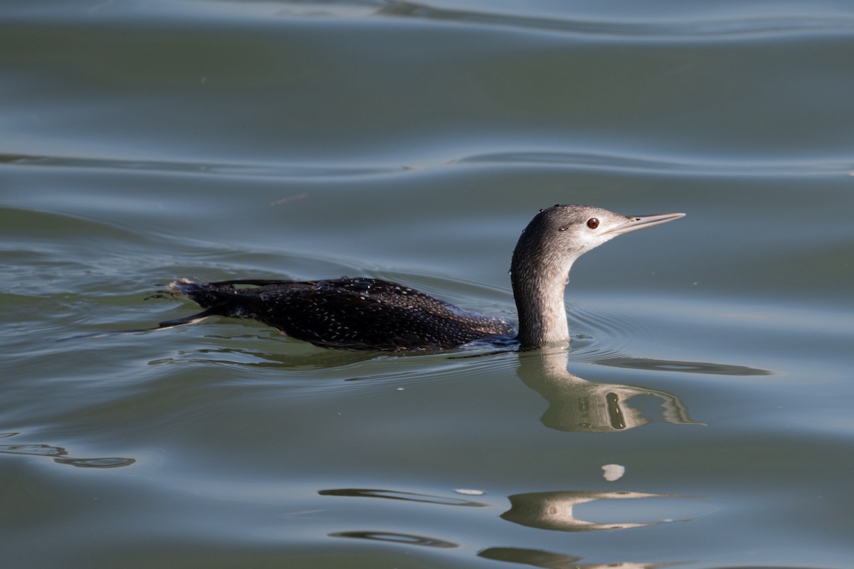 Red-throated Loon - ML614202471