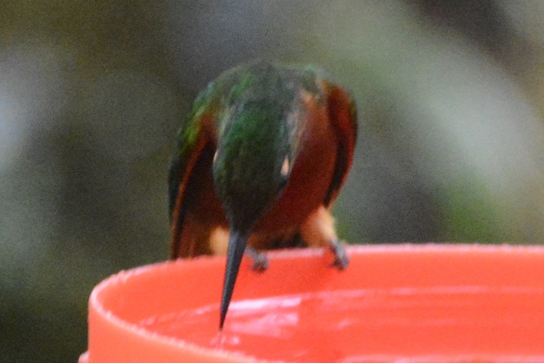 Chestnut-breasted Coronet - ML614202488