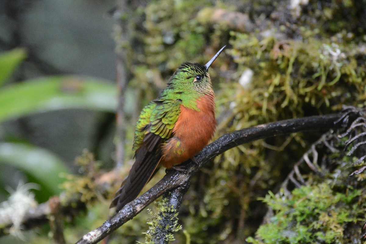 kolibřík peruánský - ML614202506