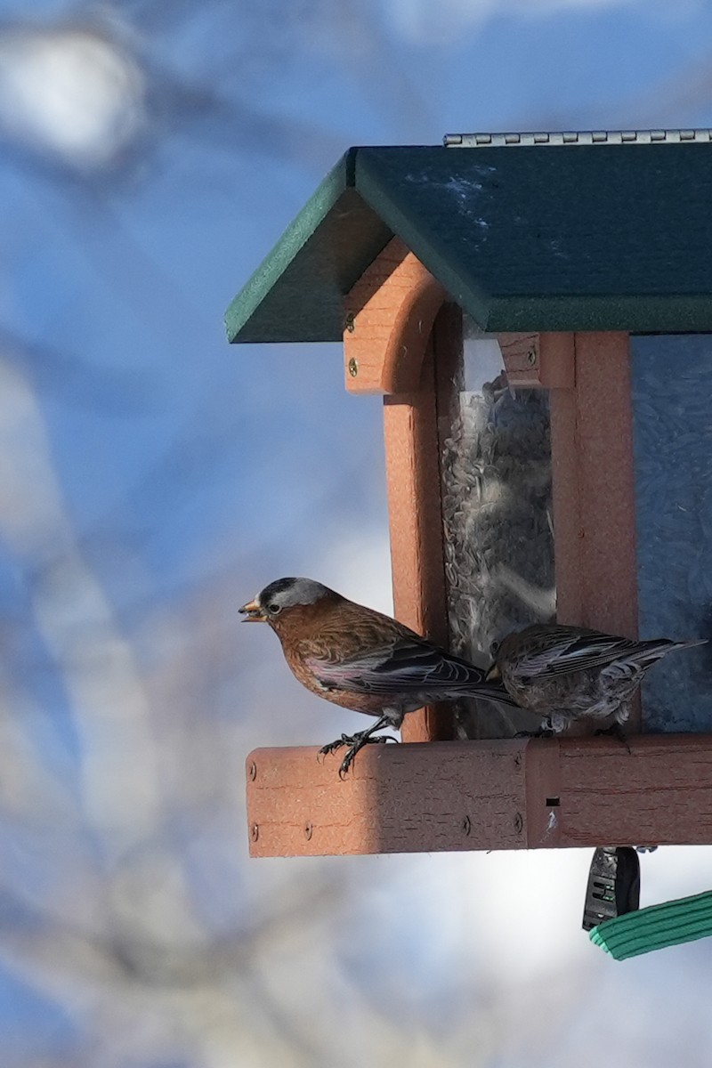 Gray-crowned Rosy-Finch - Patty Griffith