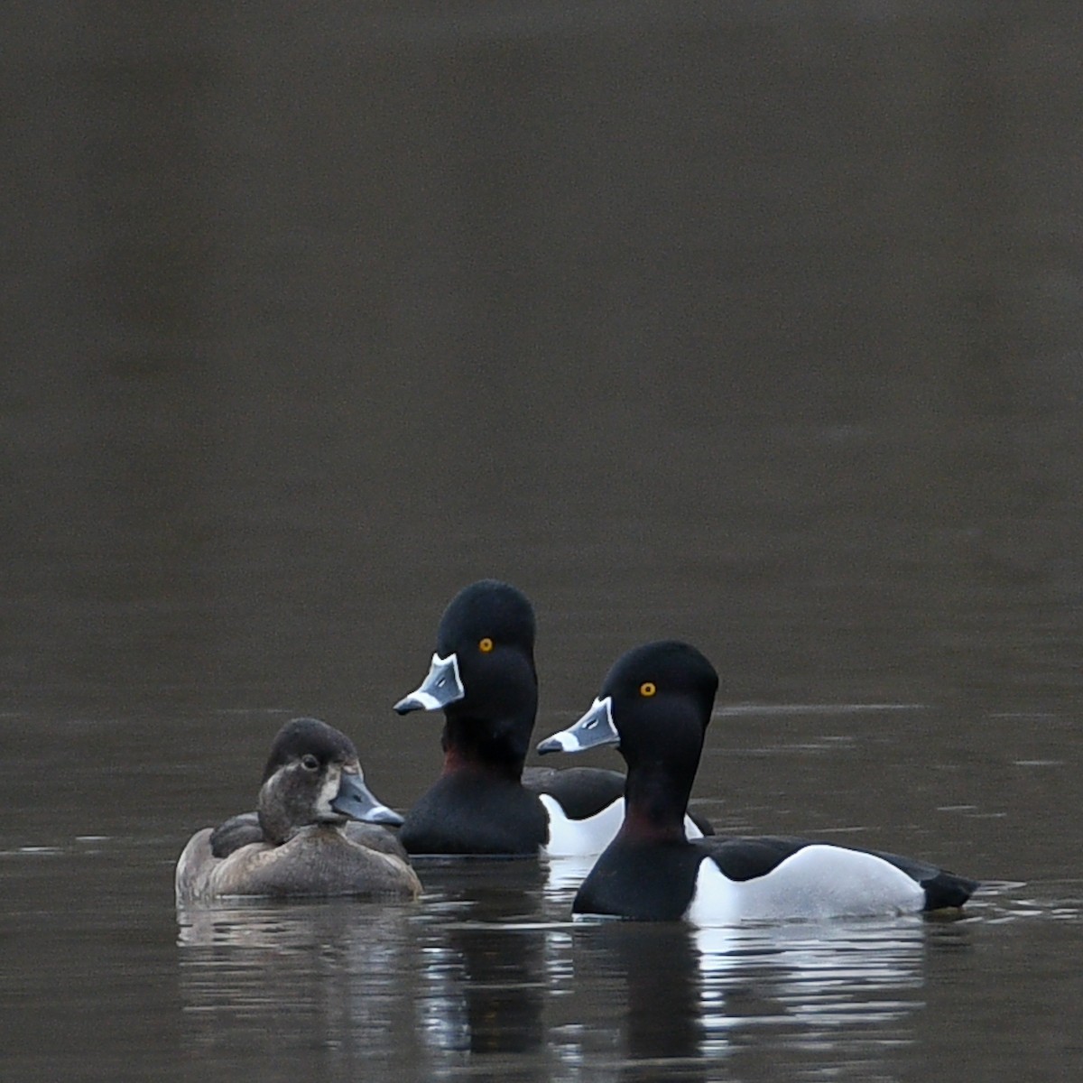 Ring-necked Duck - ML614202545