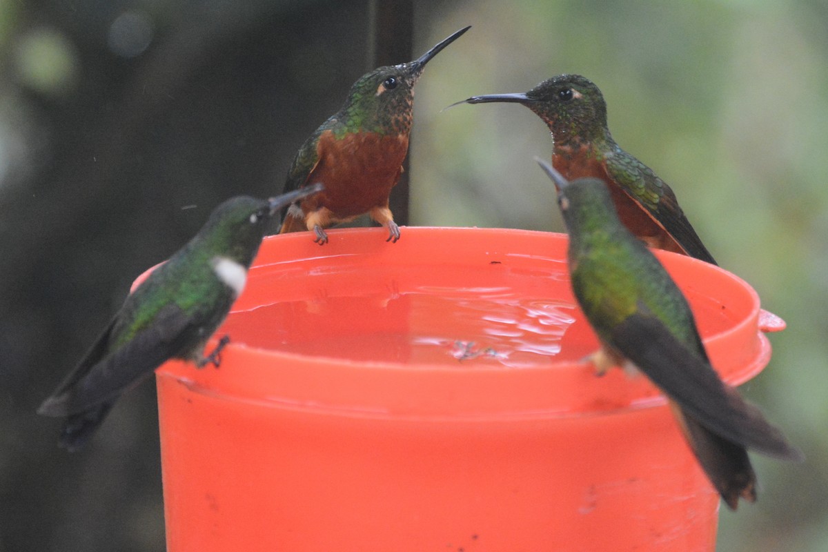 kolibřík peruánský - ML614202550