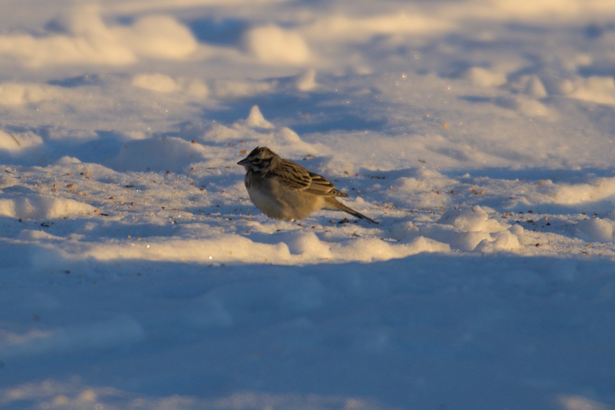 Lark Sparrow - Kaj Overturf